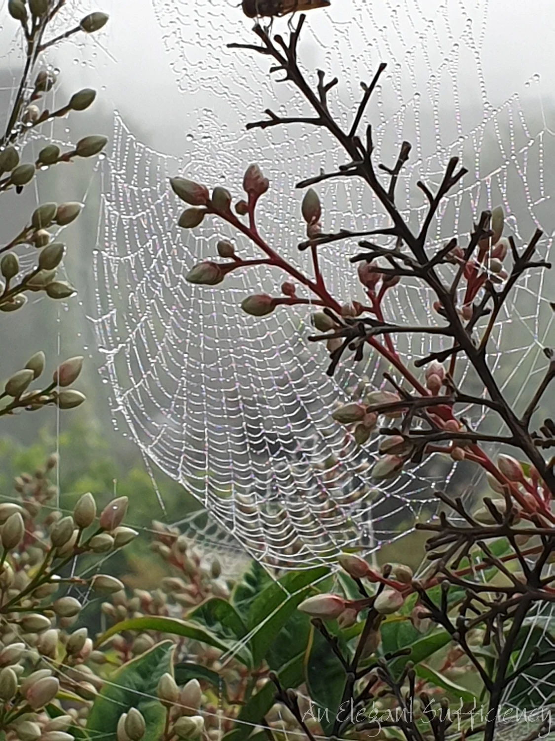 Misty morning