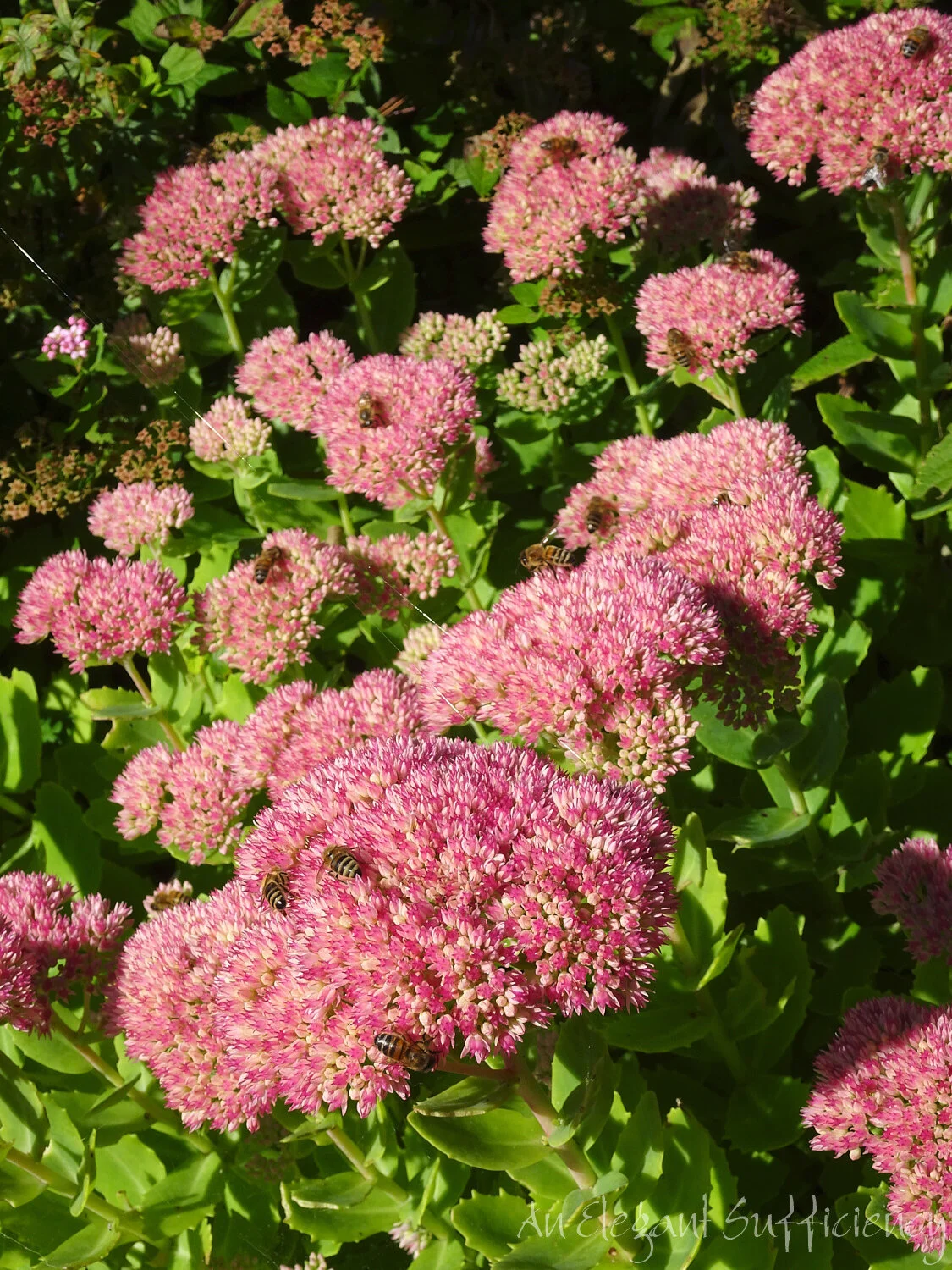 DSC04153.jpg