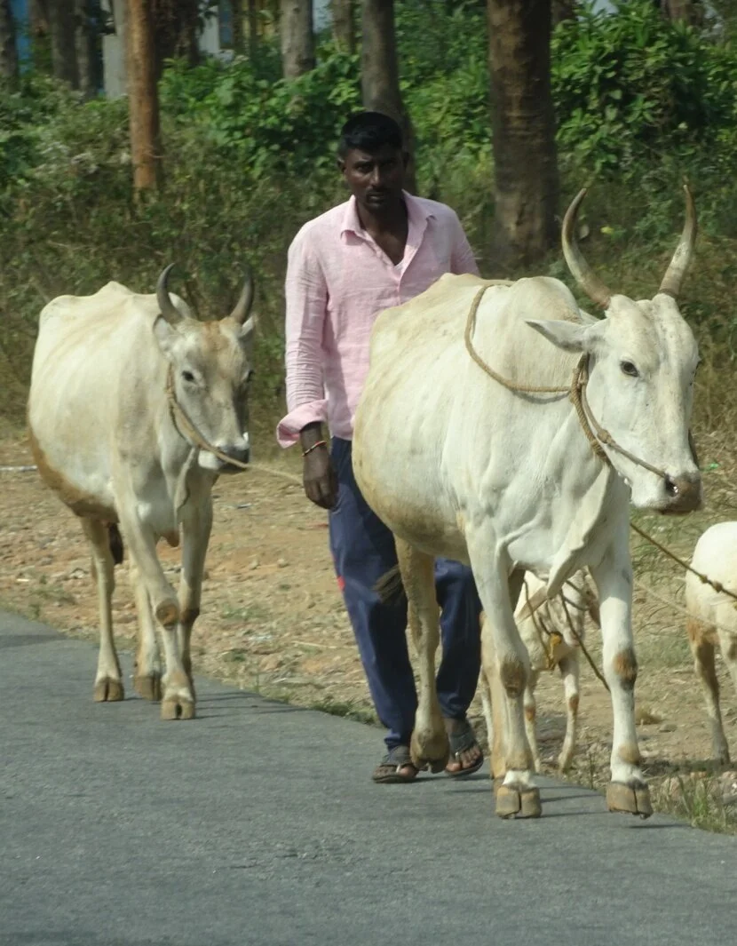 A never ending pageant of people