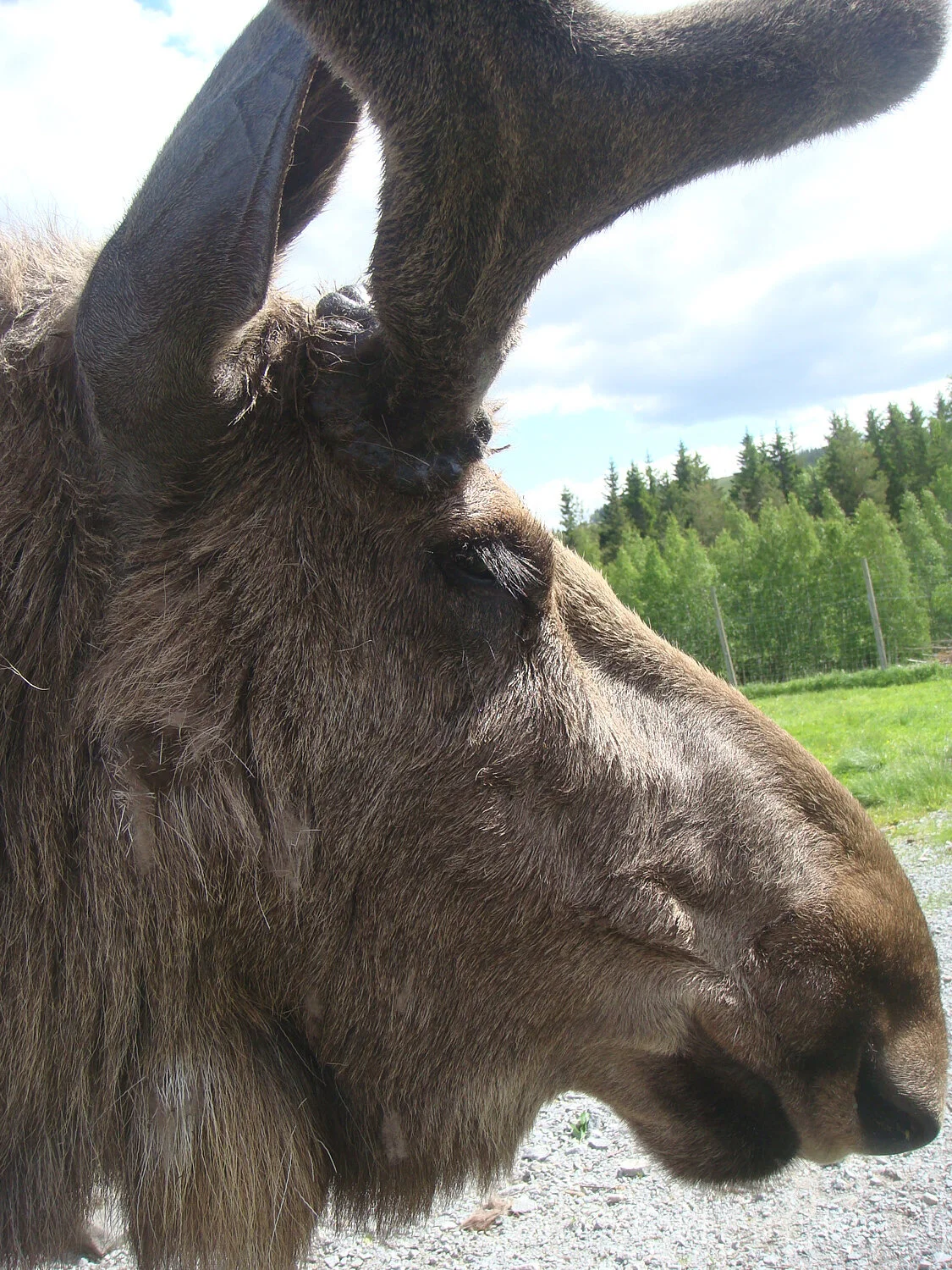 Art and Elk