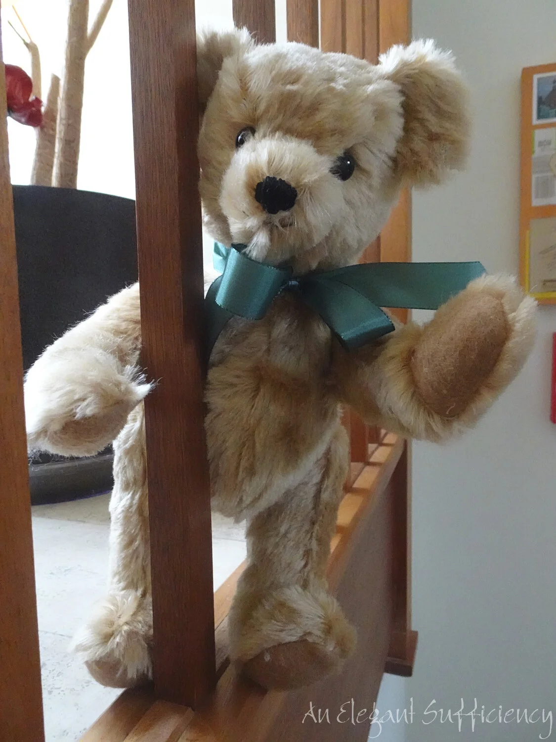 New bear in the house!