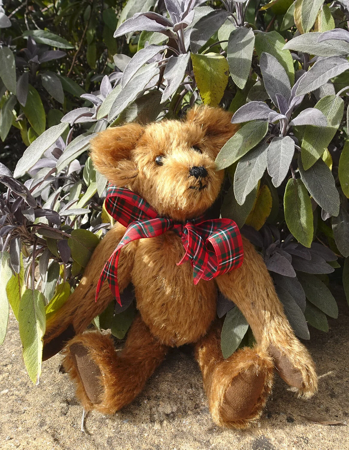 Another new bear in the house