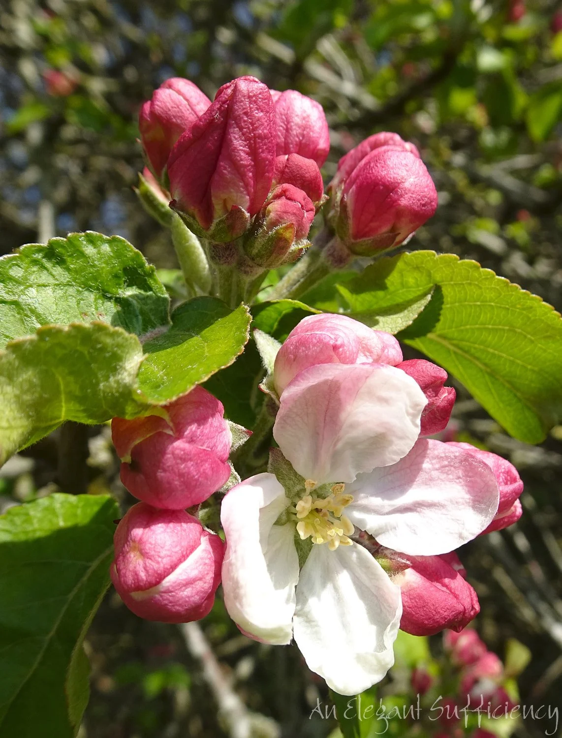 Spring has Sprung!
