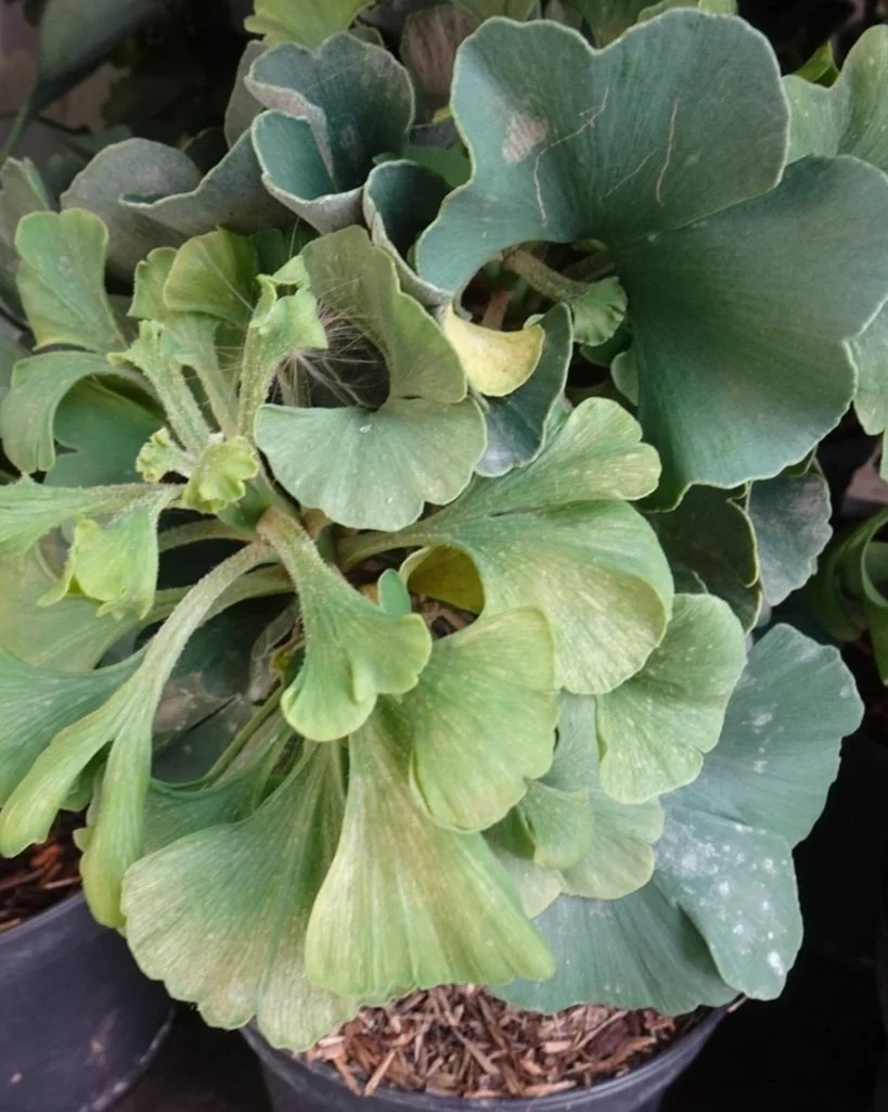 I'd forgotten about the Ginkgo leaves