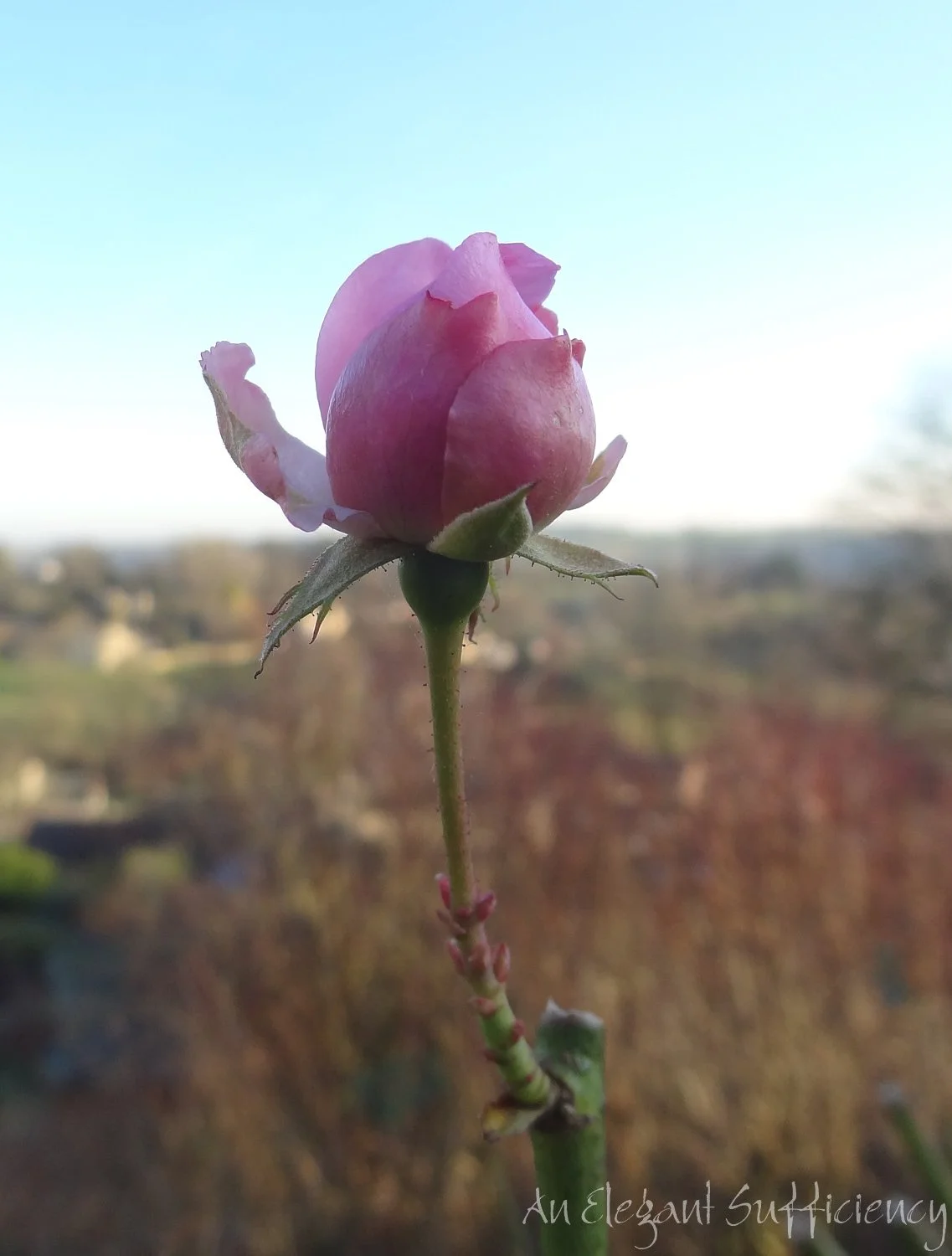 Harbinger of Spring
