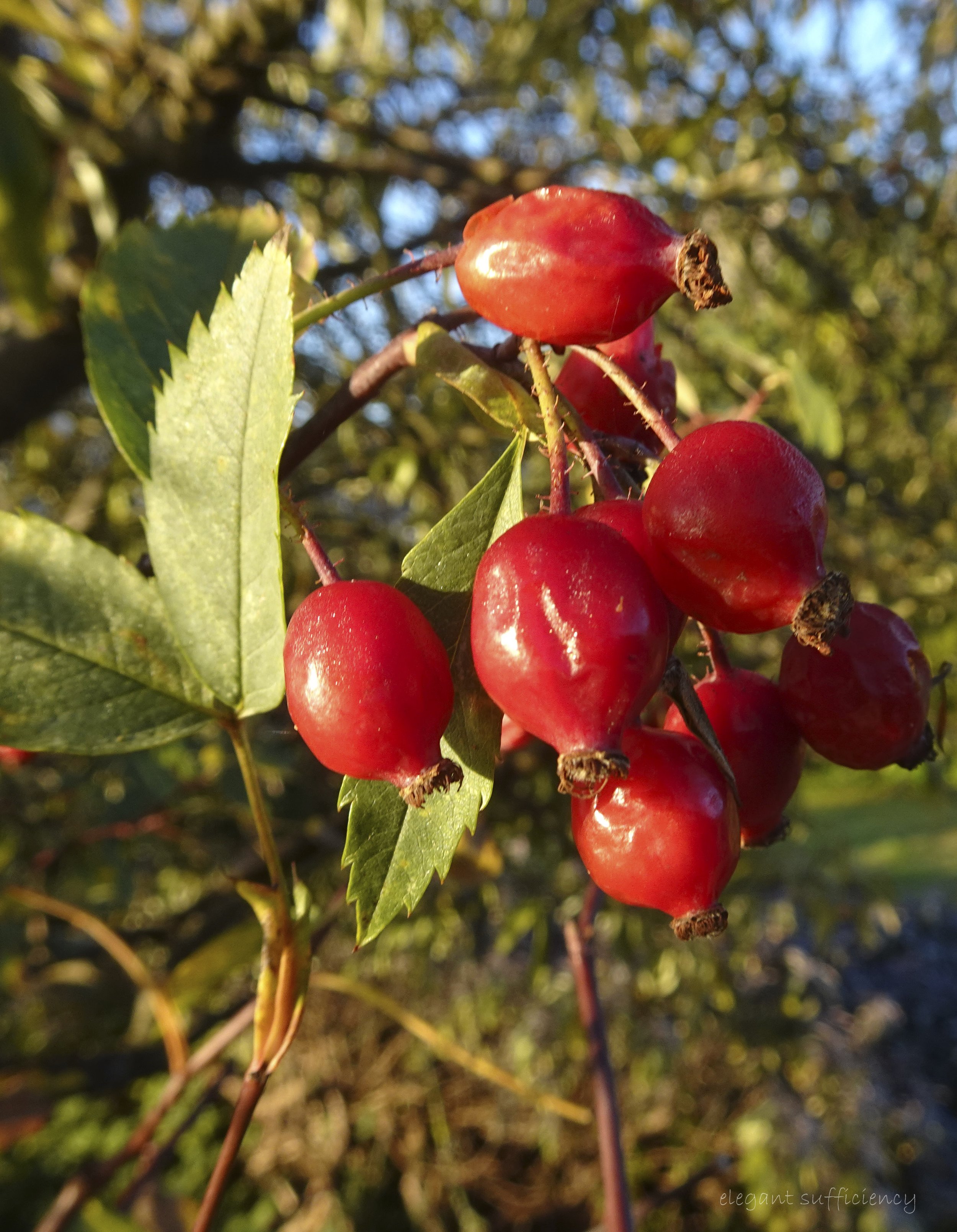 Unmistakably Autumn