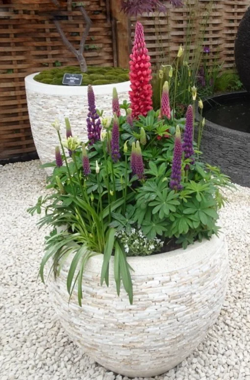 Chelsea Flower Show 2026, Part 2