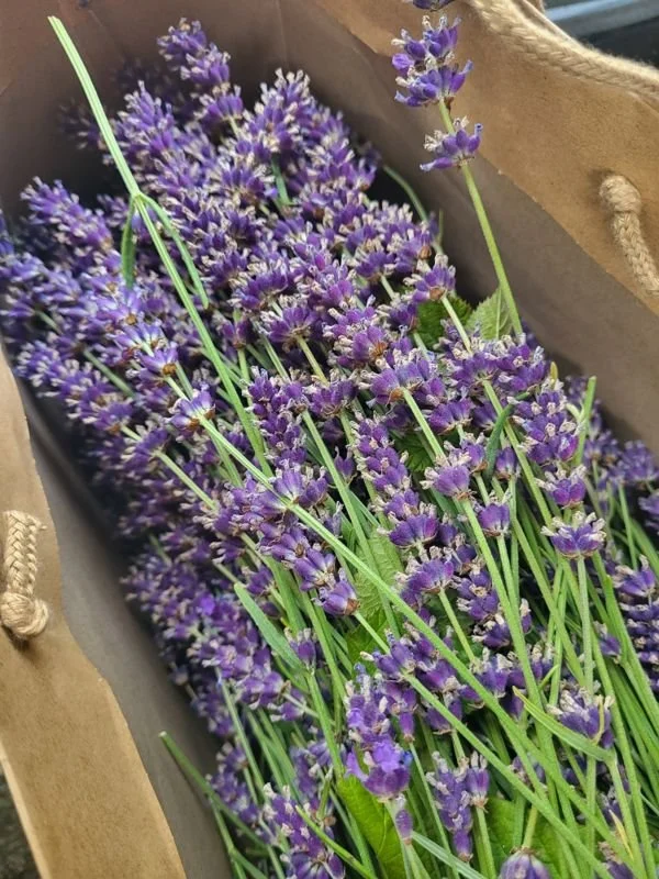 Lavender's Blue Dilly Dilly