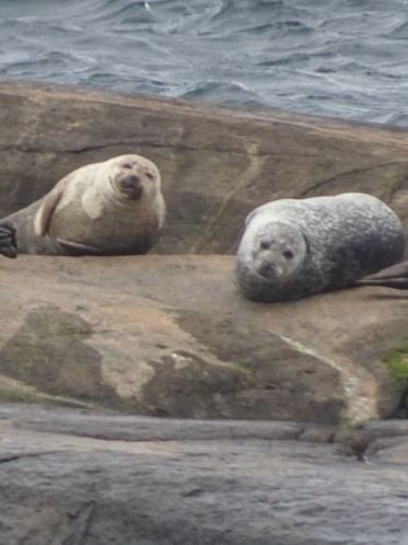 Lovely weather for seals