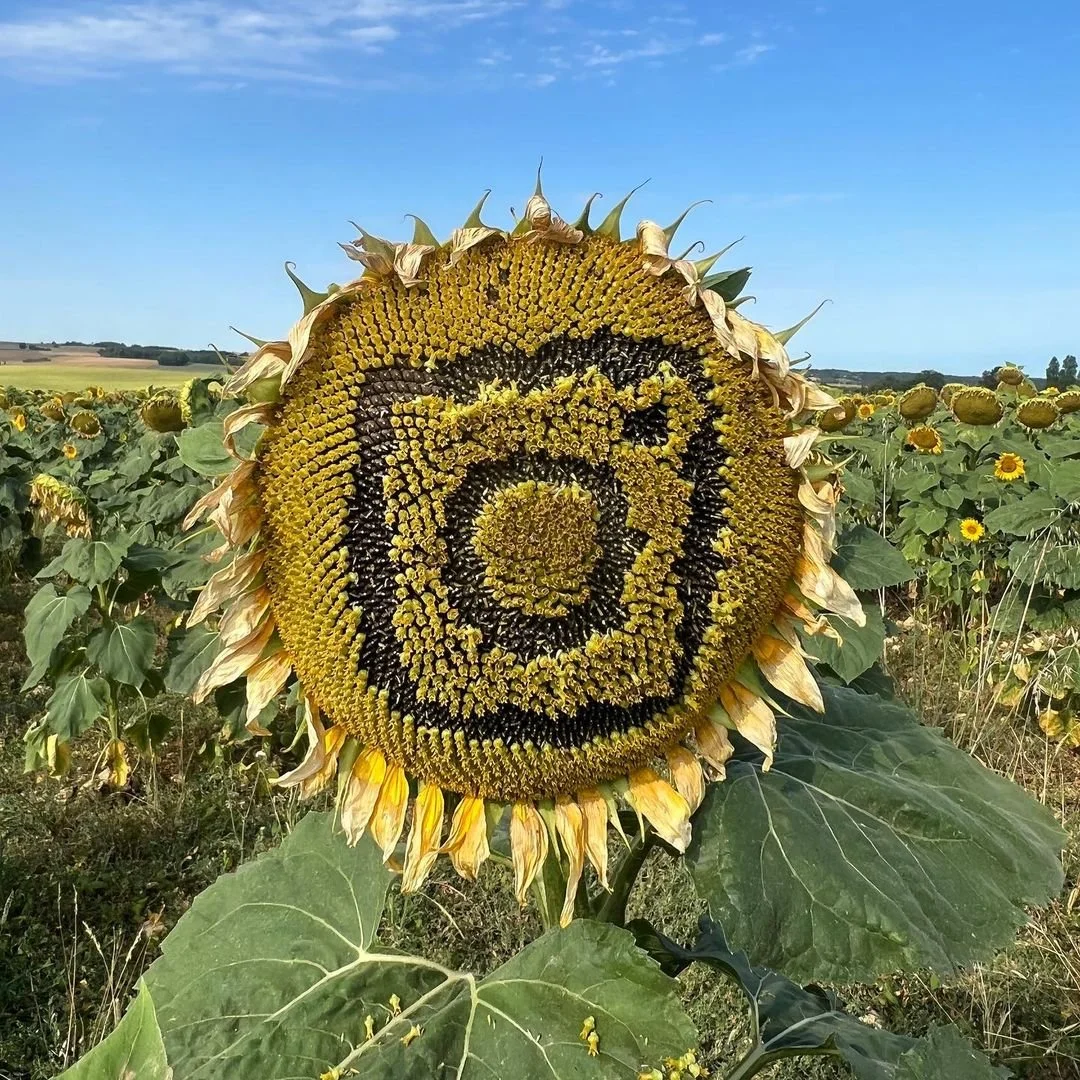 sunflowerseries2.jpeg