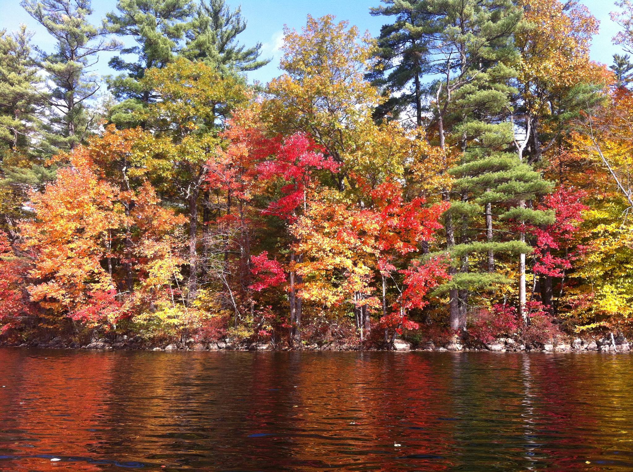 Kezar fall leaves.jpg