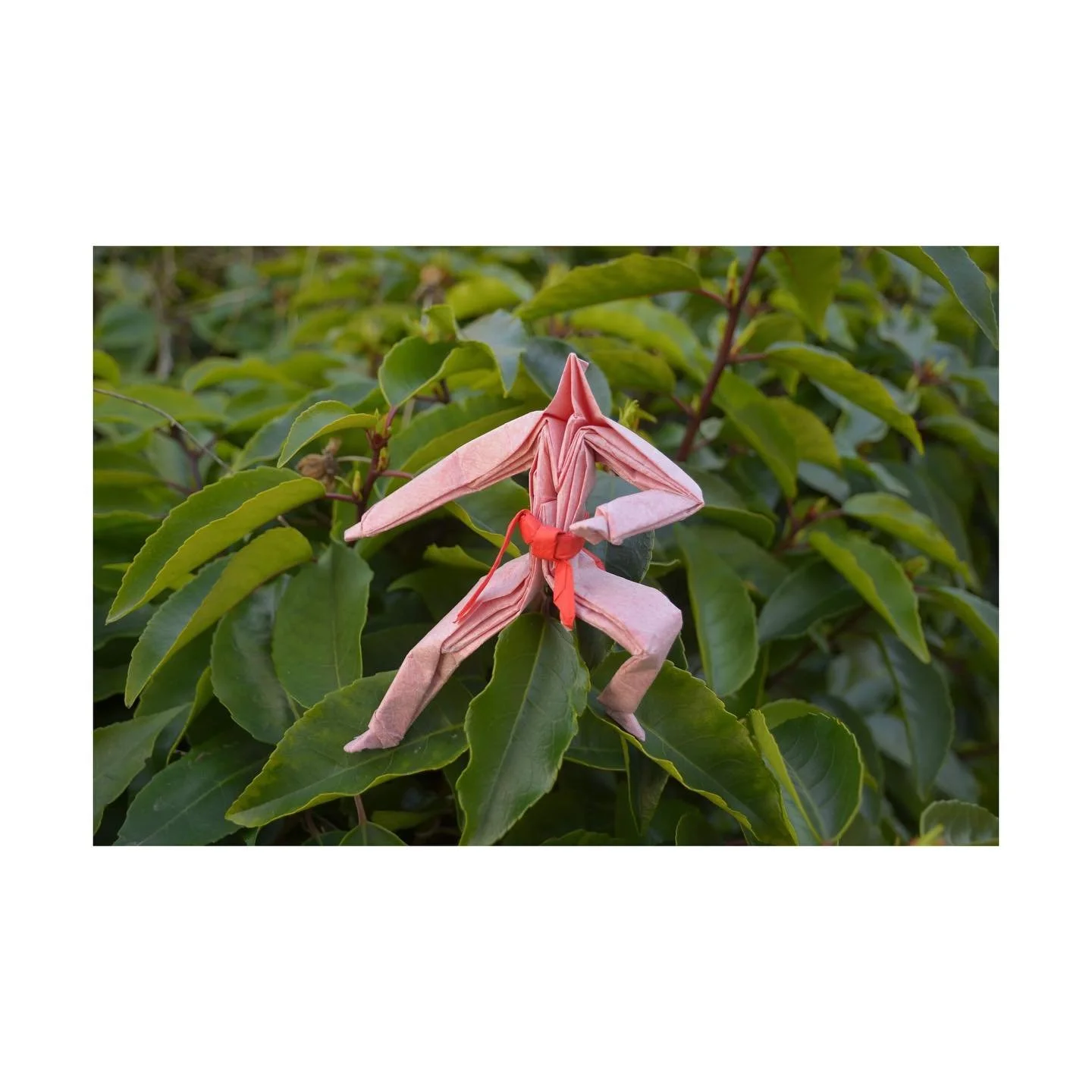 I had so much fun taking pictures of the amazing original designs by Tony Samuels 

IG: @tony_samuels_blackbelt.origami 
 
ETSY: https://www.etsy.com/uk/shop/BlackBeltOrigami

I particularly love this picture, the contrast between the pink and green,