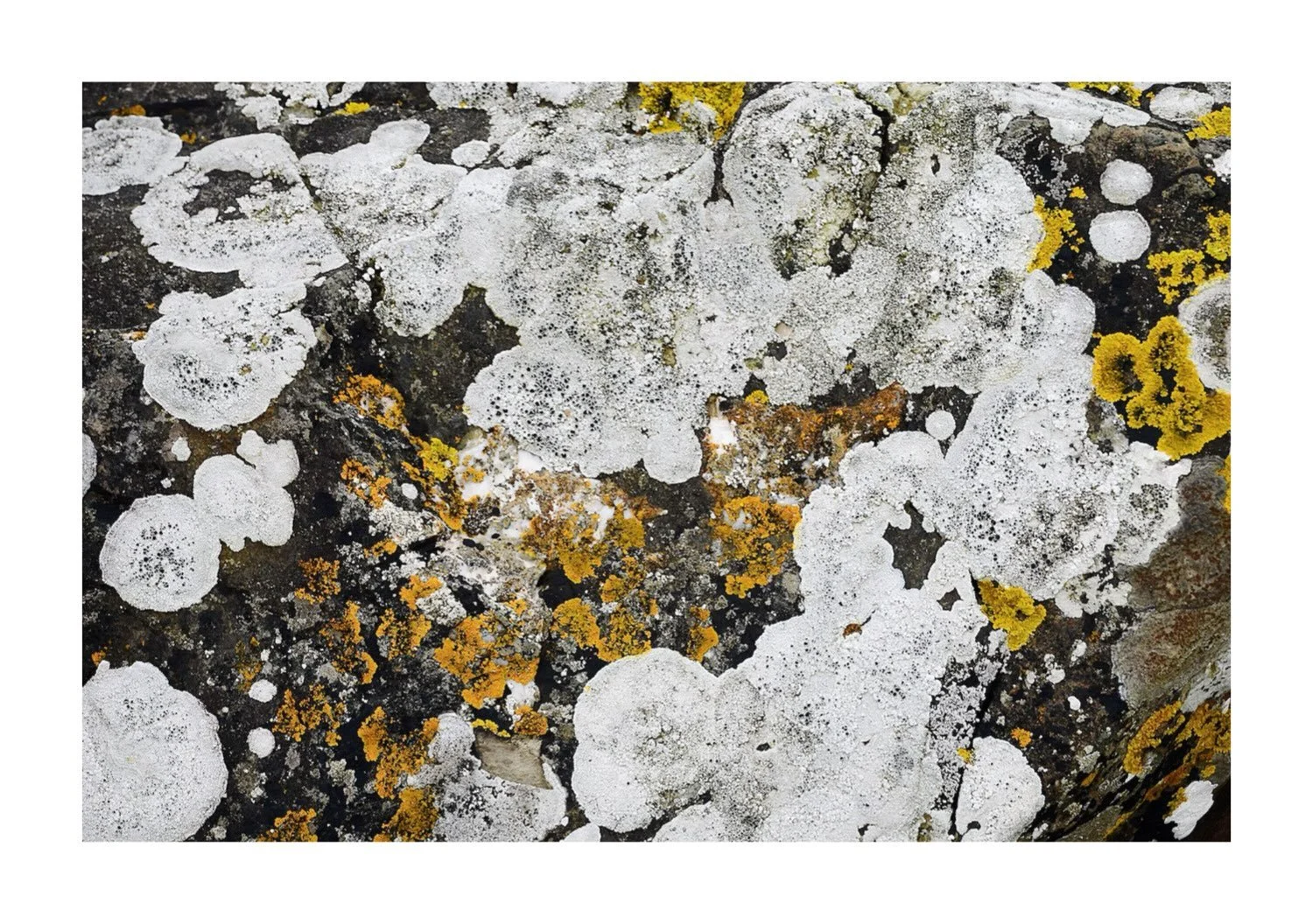 Algae marks on Rock, Dumfries &amp; Galloway, Scotland 2026 I like when nature looks like an abstract painting:) 

#Nikon 
#dslrphotography