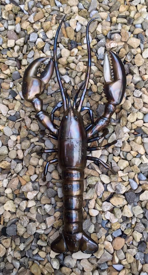 lobster.jpg