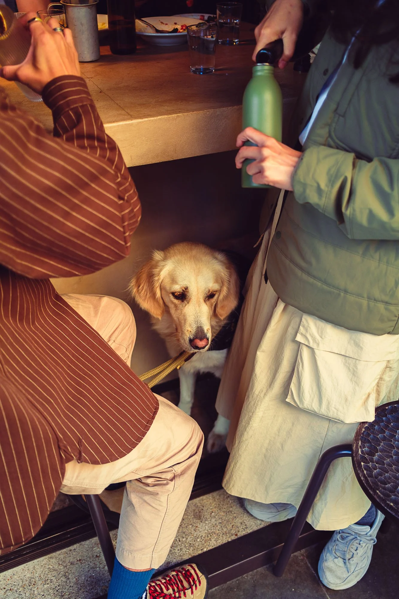 A dog sitting on the floor under a bar counter among people in a casual setting, with a person pouring a drink and another sitting nearby.