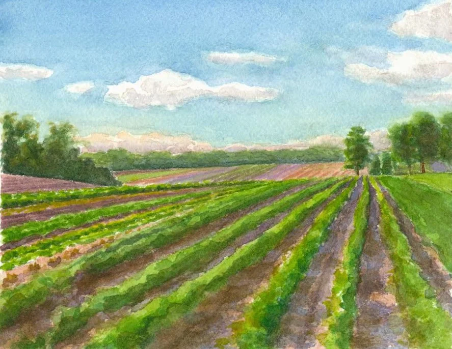fields in june.jpg
