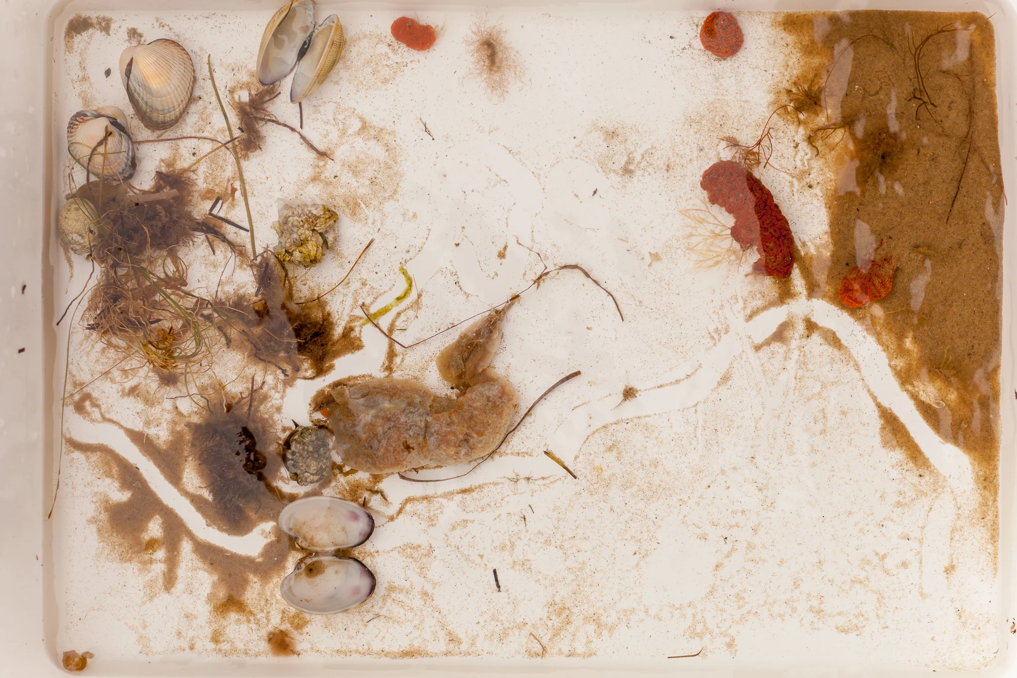 Periwinkle trails in the rockpooling trays