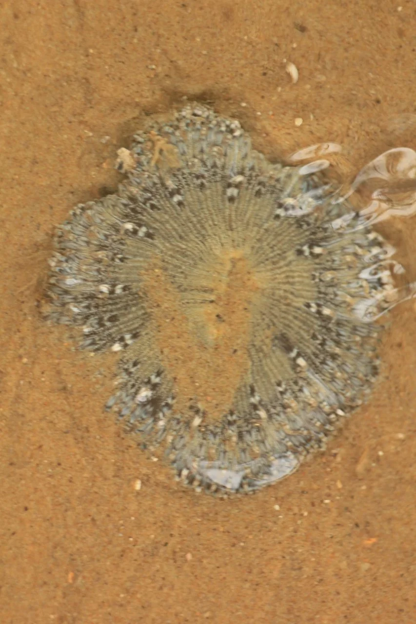 Daisy anemone in the receding tide