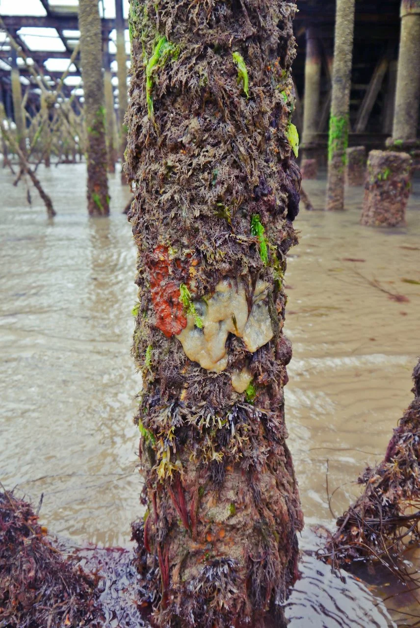 a tower of seaweed, sponge and squirts