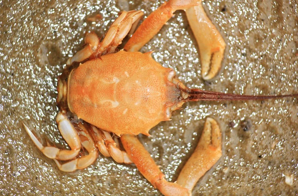 Masked Crab