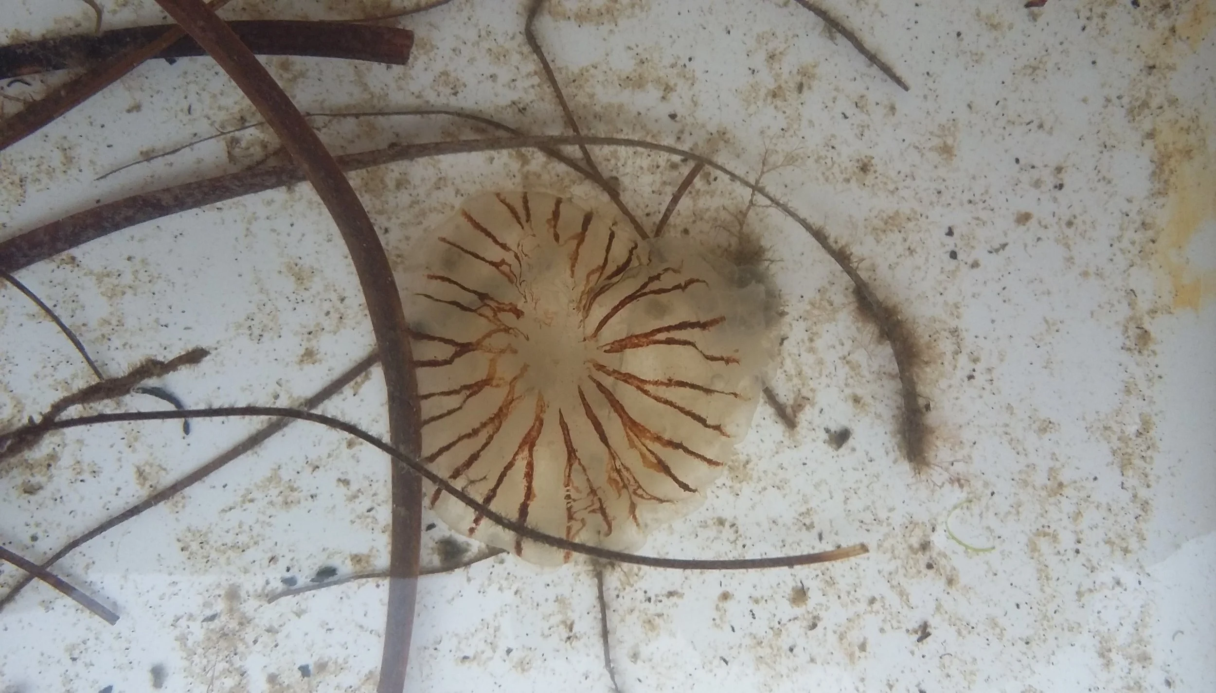 Compass Jellyfish
