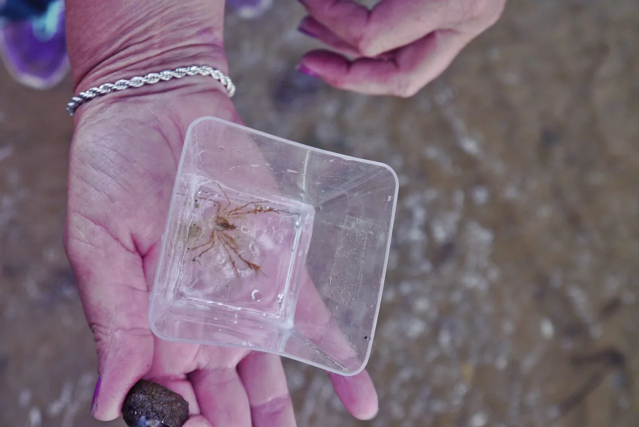 A small spider crab species, Macropodia