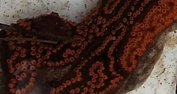 20170903_161603 crop.jpg