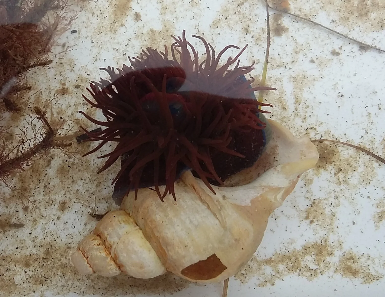 20170903_161527 beadlet anemone in shell crop.jpg