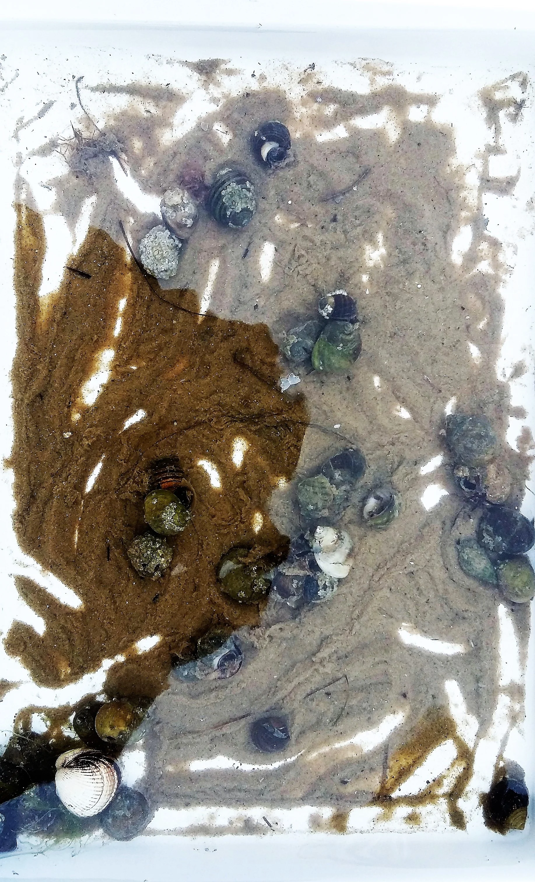 Periwinkles sand-writing
