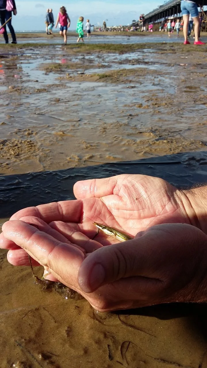 Taking a quick look at a 15-spine stickleback before it goes back in the sea