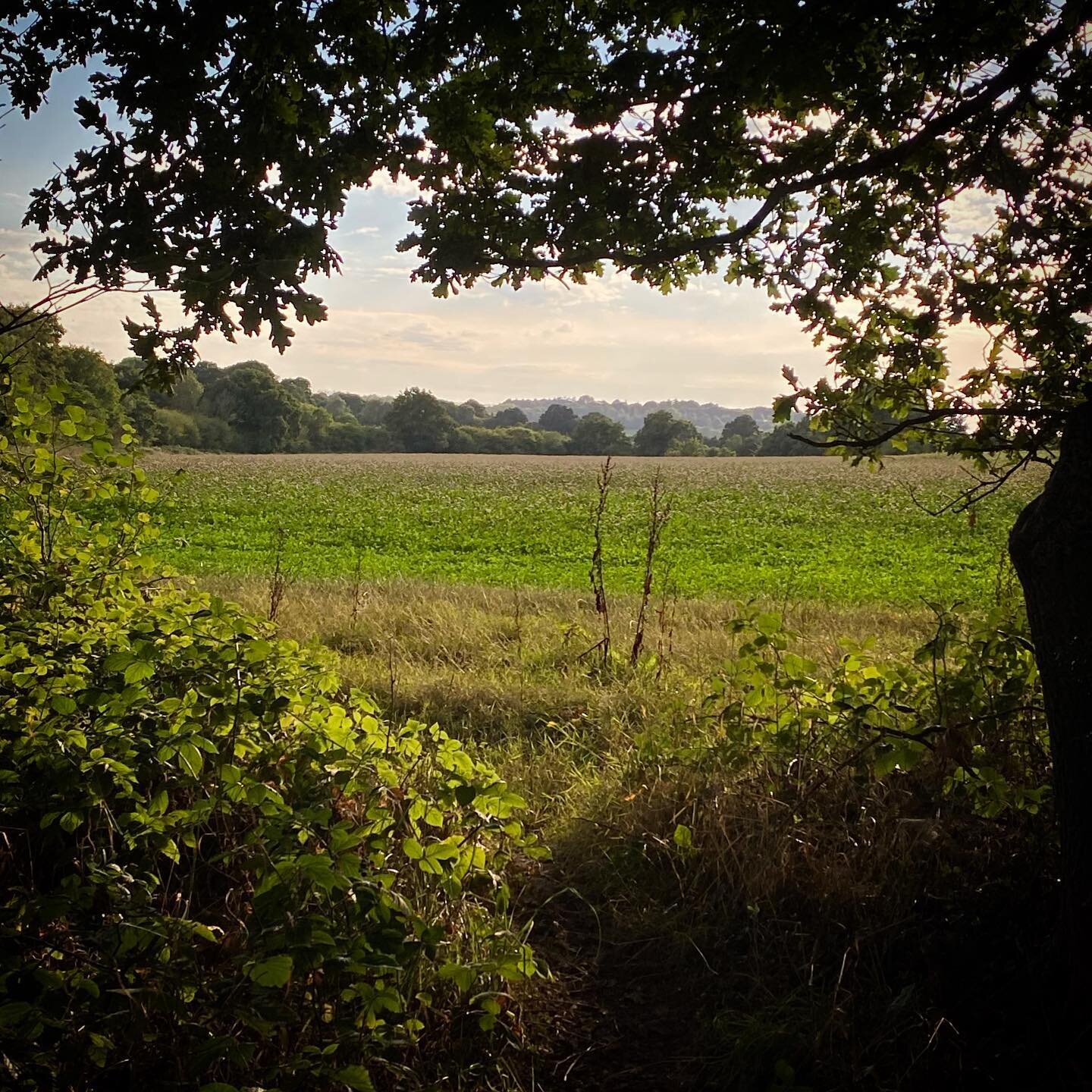 Evening walk through an actual clover field (sans monsters) to decompress.