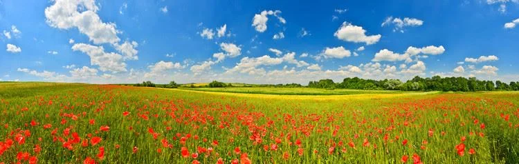 Red Flower Field.JPG