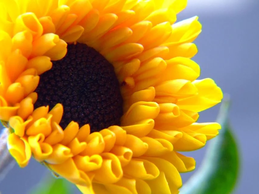 Sunflower.JPG