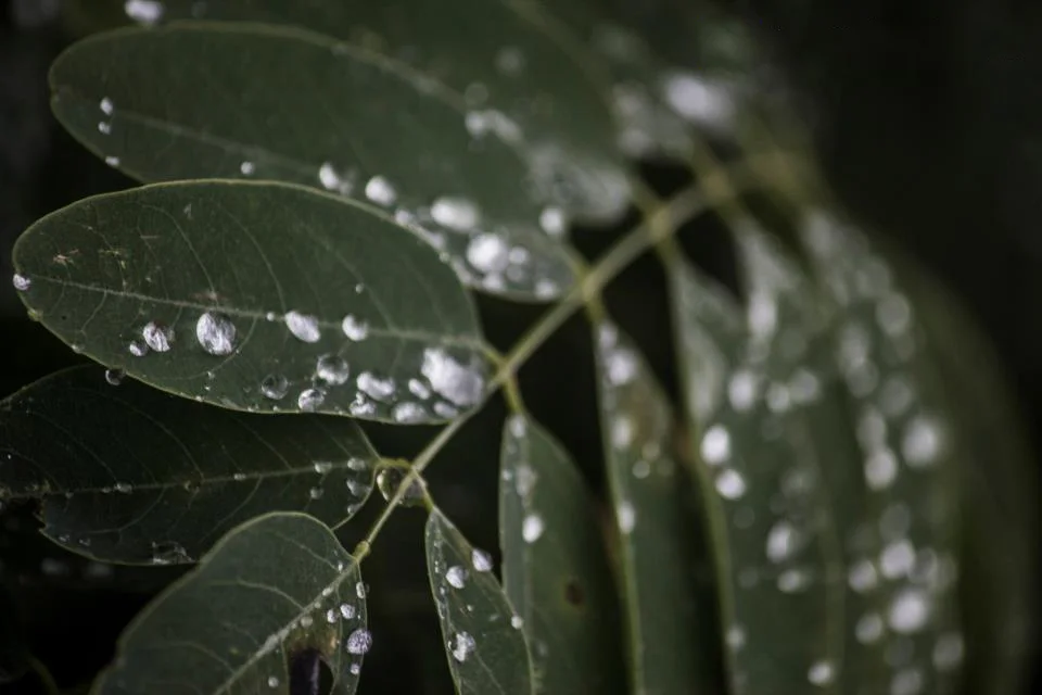 leaves01.jpg