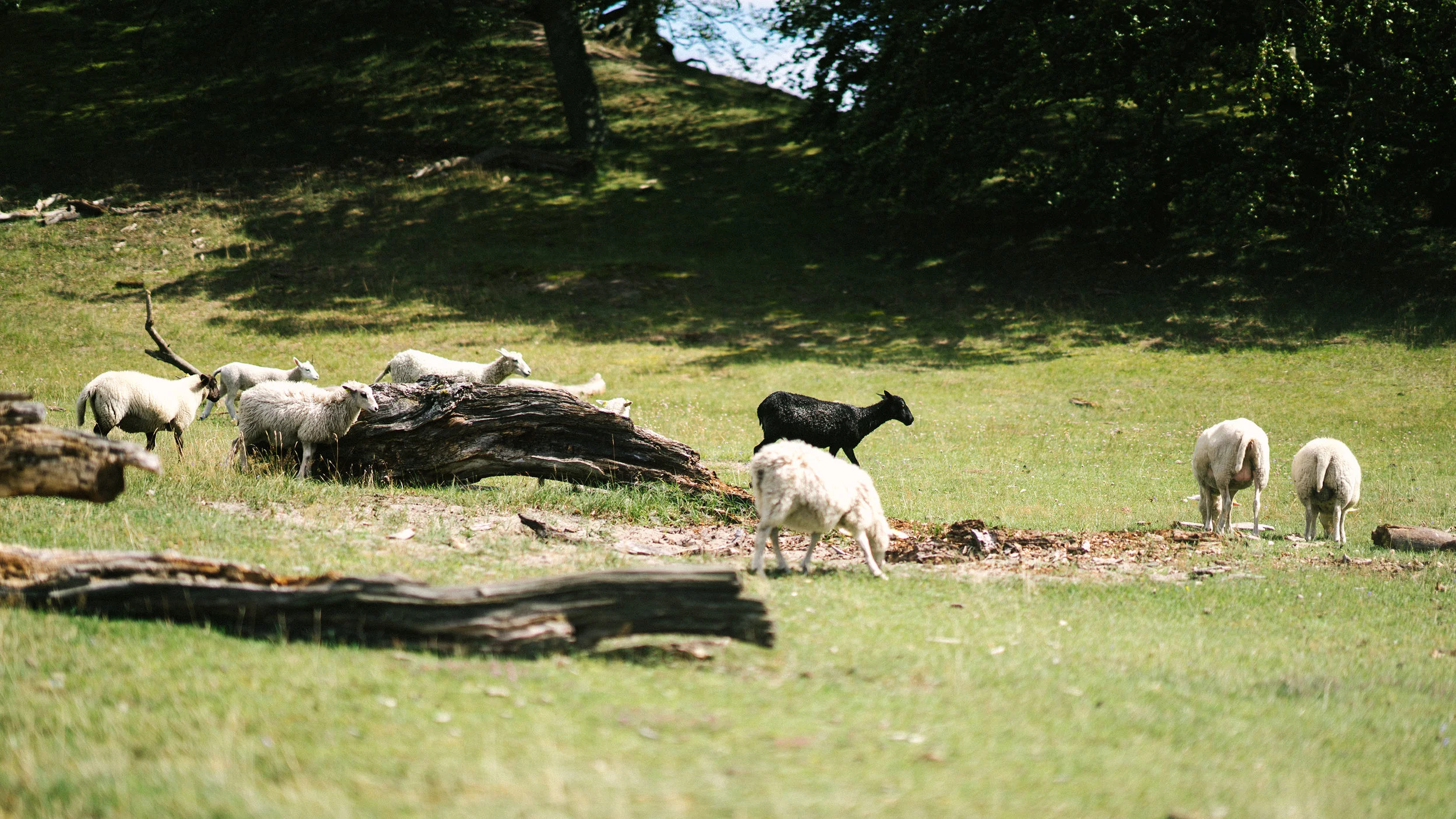 DSC02113.jpg