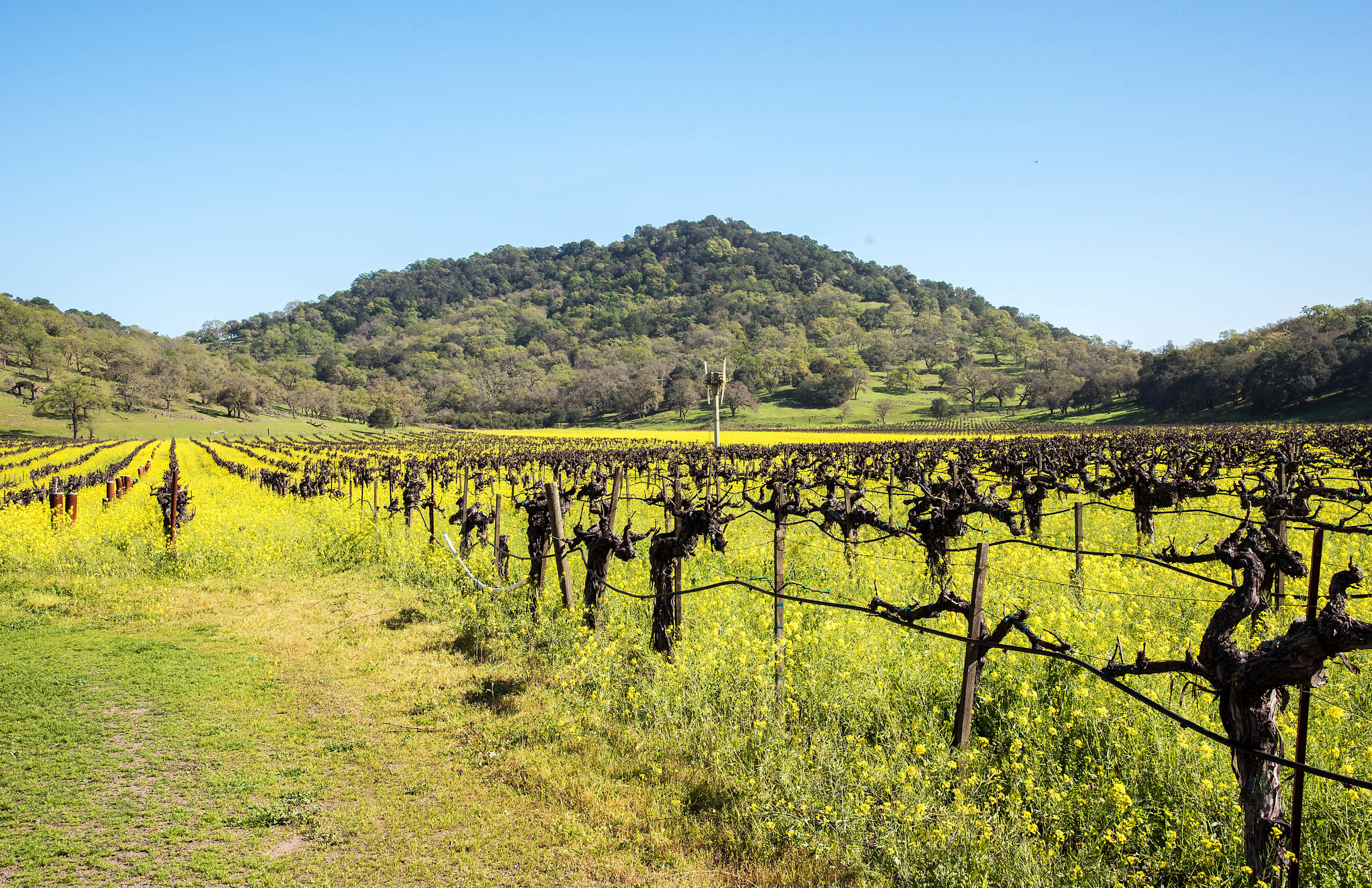 Oakville DSC_8737.jpg