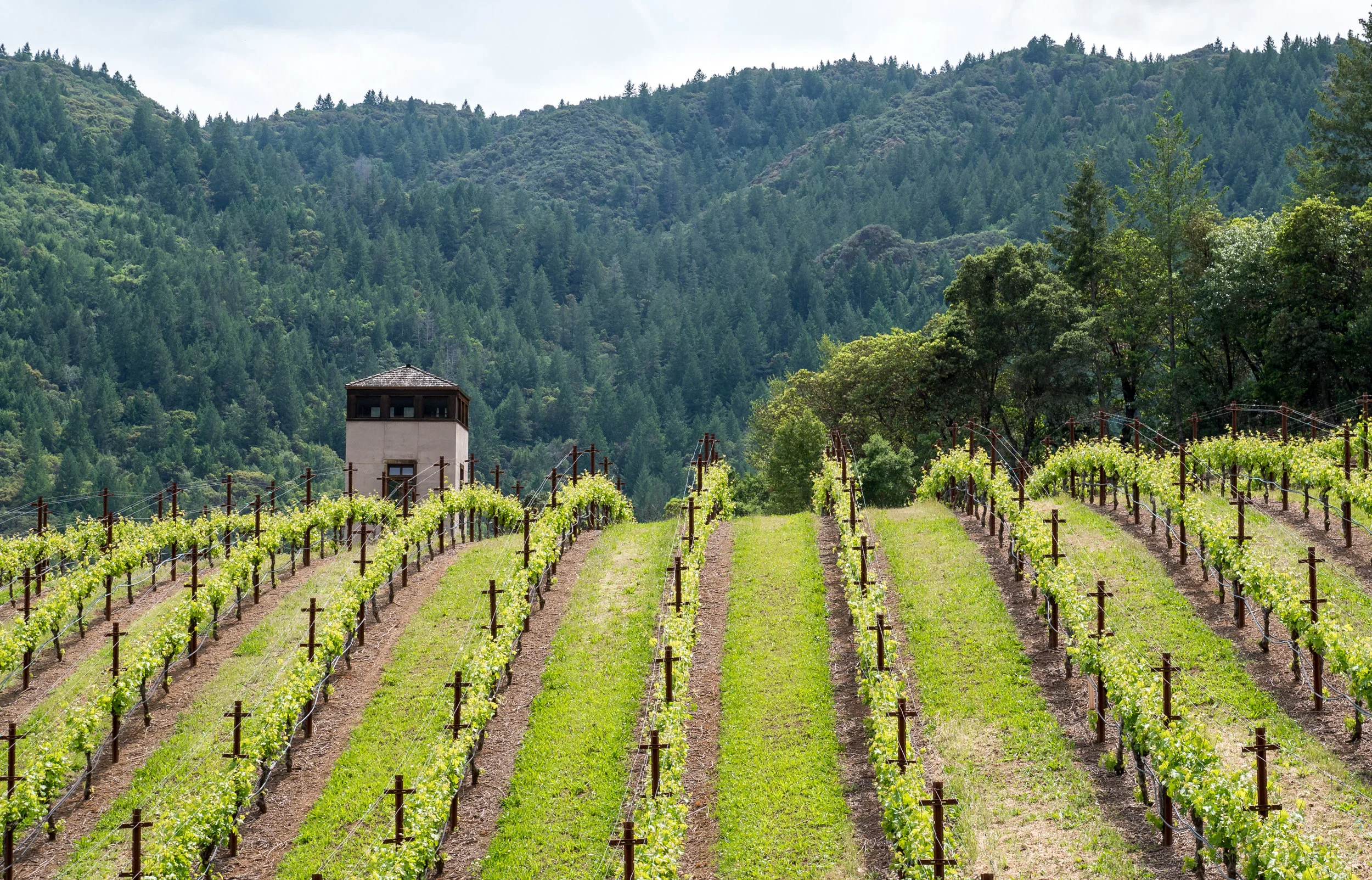 3434 White Sulphur Springs-1250364.jpg