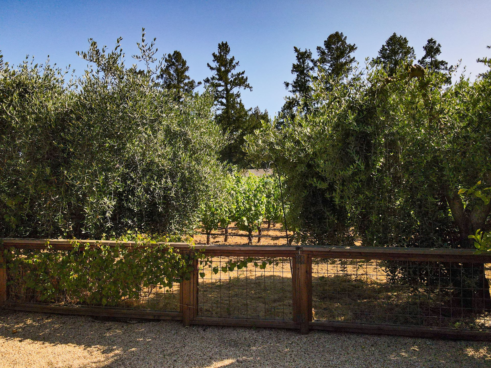 39_Napa-Valley_Luxury-Home_Sothebys_June-2025.jpg