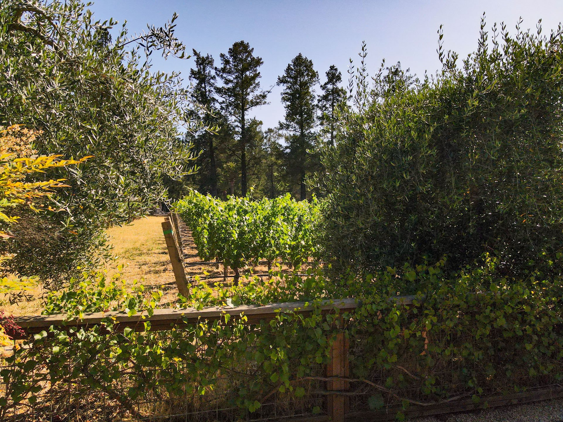 40_Napa-Valley_Luxury-Home_Sothebys_June-2025.jpg