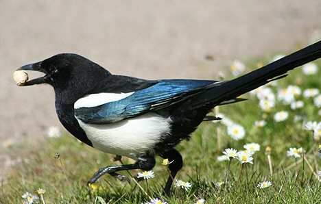 Magpie with possibly shiny object