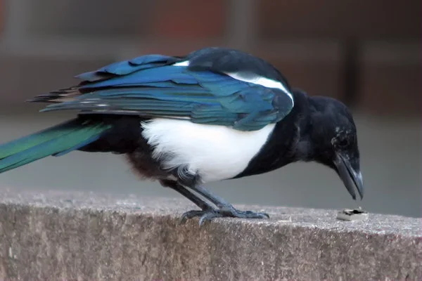 Magpie examining hex nut (but will he pick it up?)