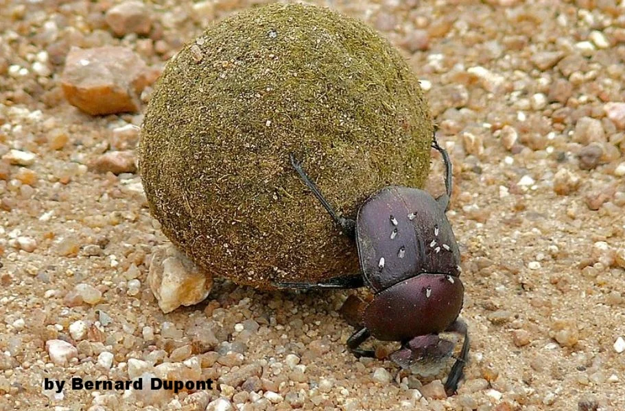 THIS YEAR I WILL BE LIKE THE DUNG BEETLE