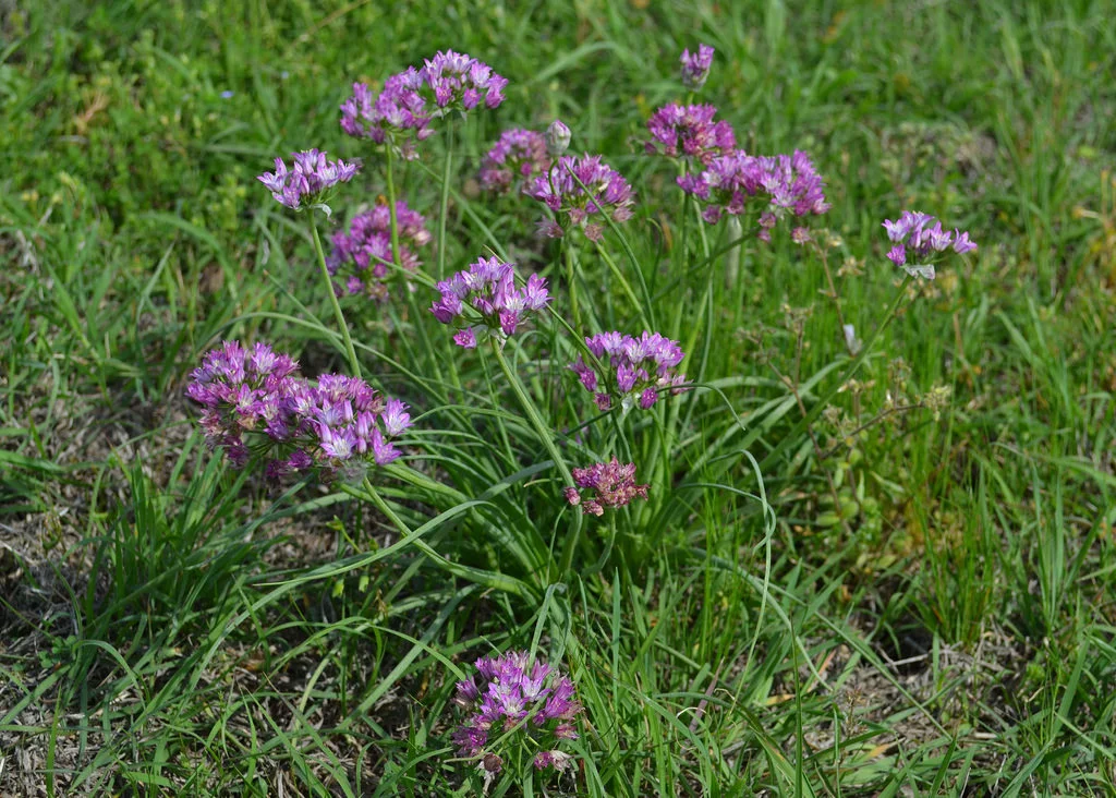 THE MANY USES OF WILD ONIONS