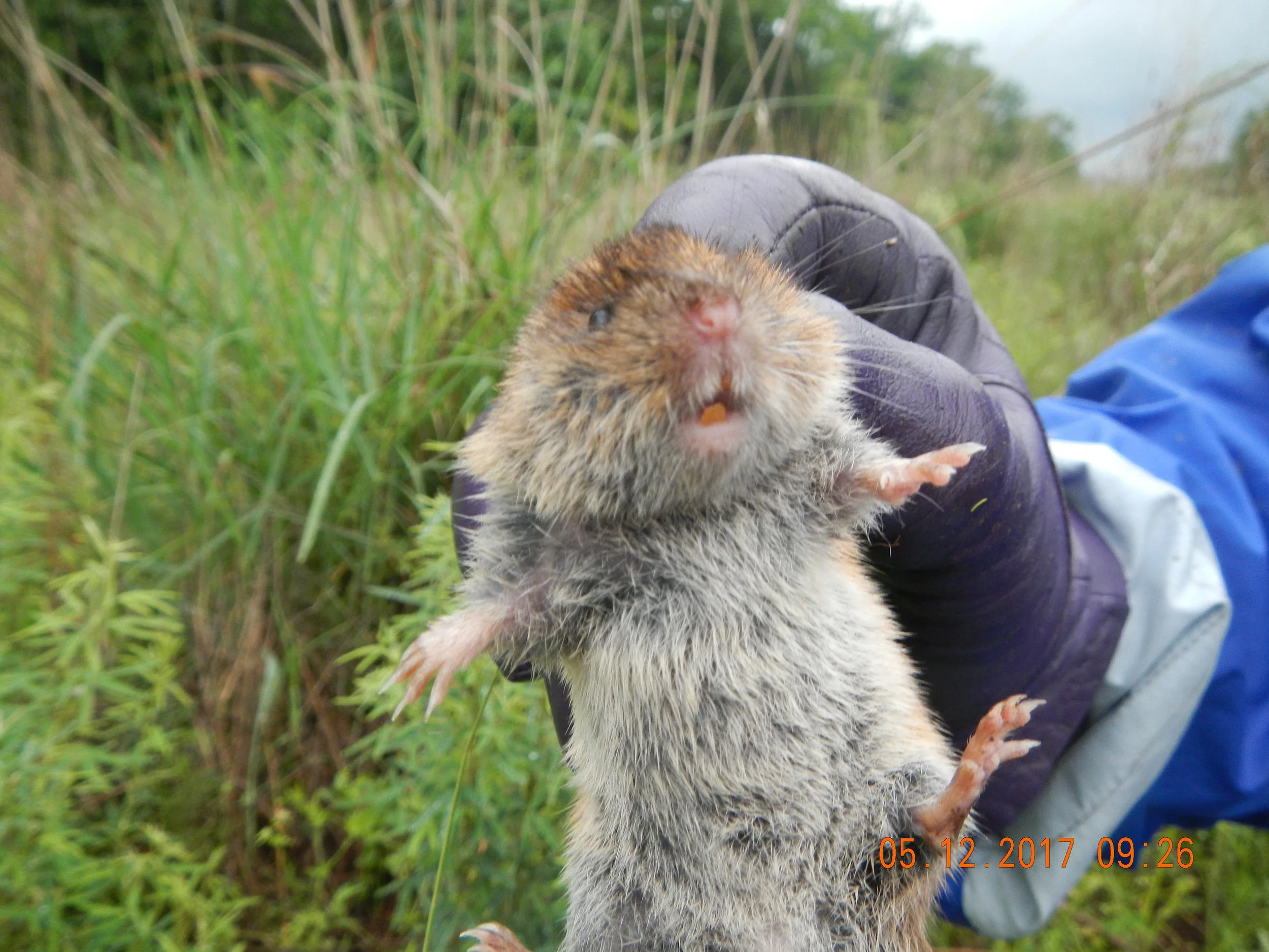 WHY WE DON’T HAVE A RAT-APOCOLYPSE