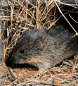 A PRAIRIE VOLE COMPANION
