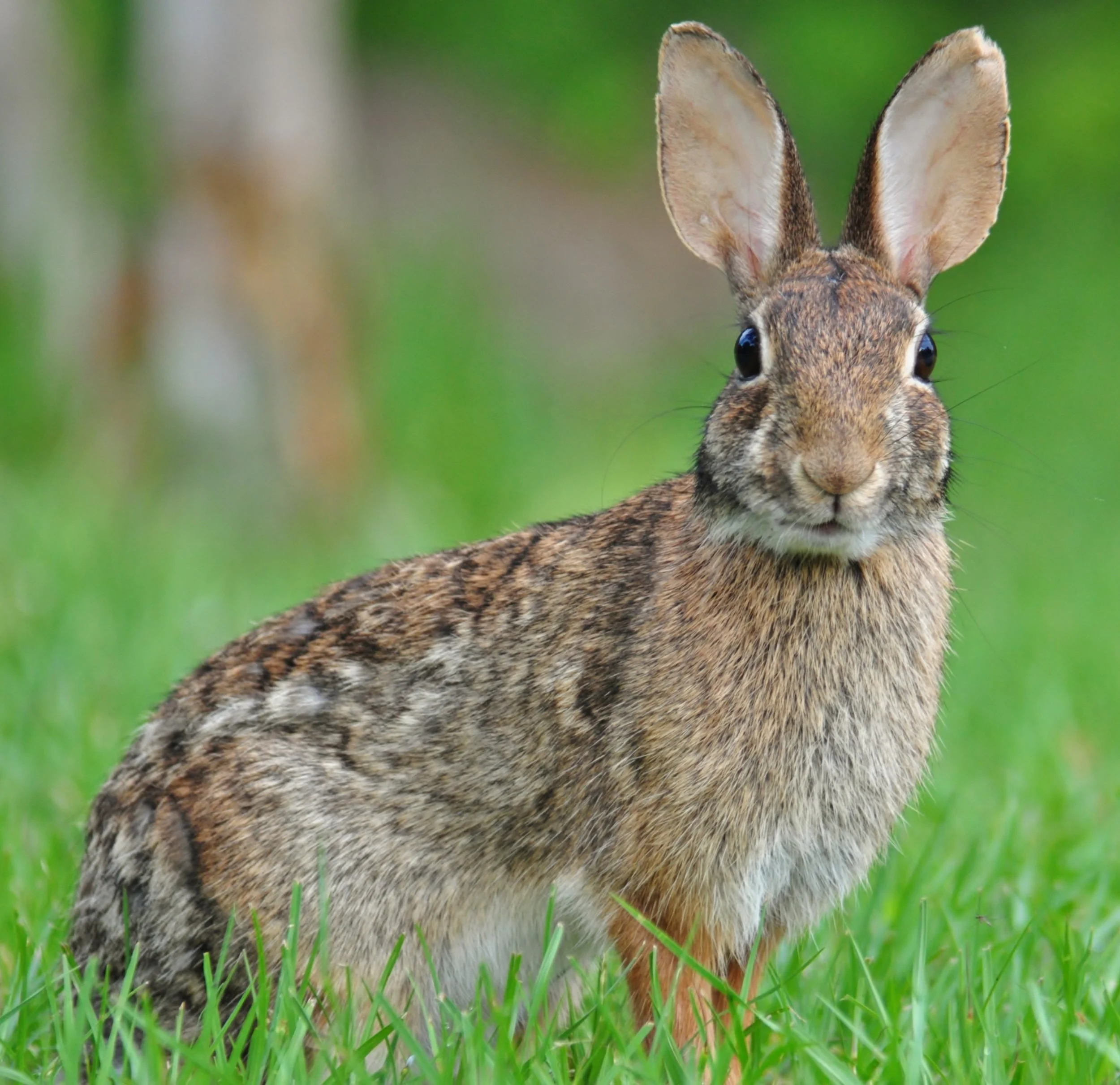RABBIT LOVE DANCE?