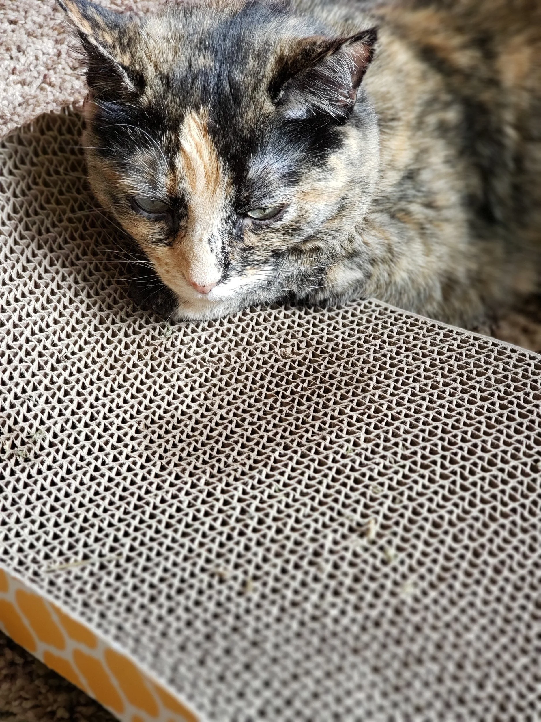 I JUST NEED A LITTLE NIP