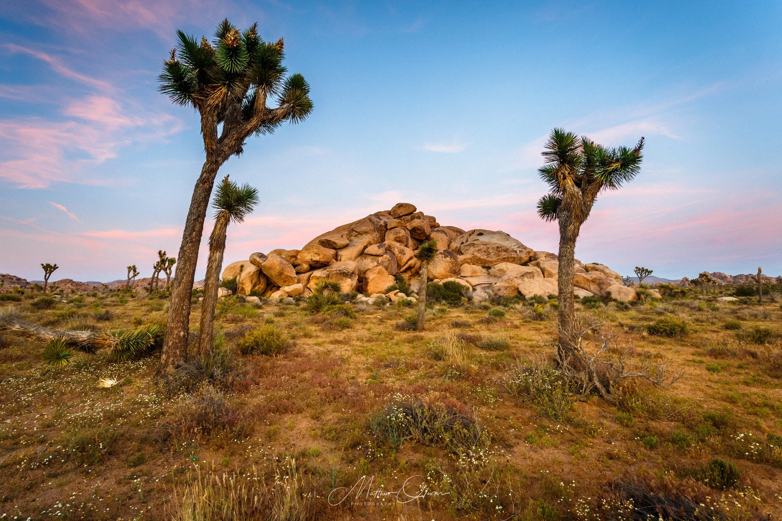Joshua Tree