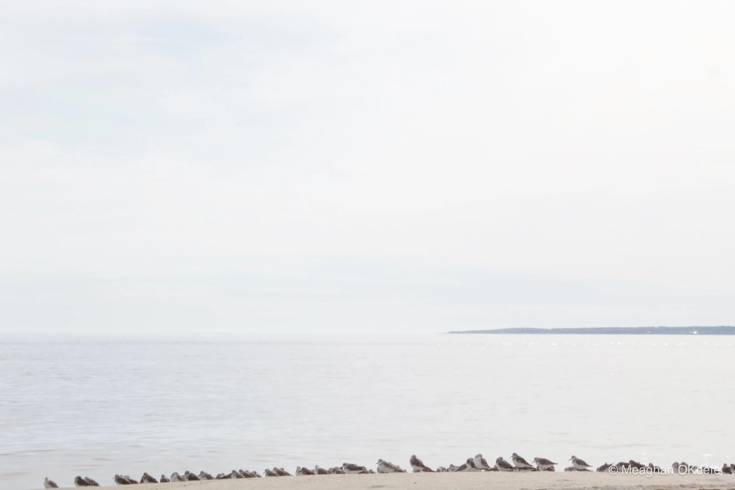 Where plovers dance along the shoreline...