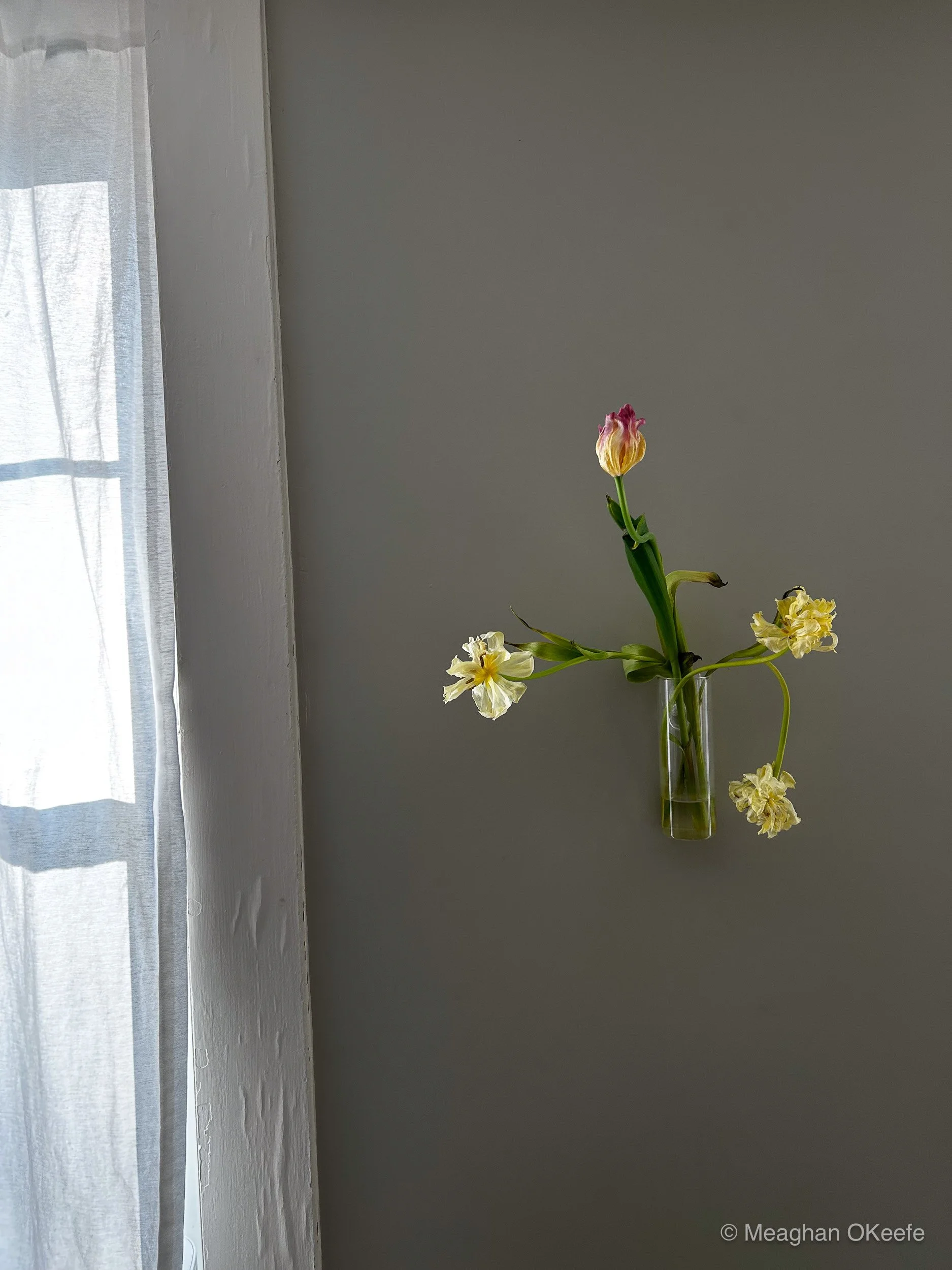 Tulips_20250423_MOKeefe_00001.jpg